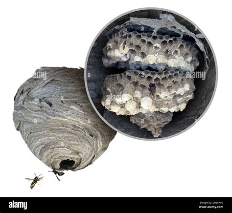 A hornet nest with a paper-like structure